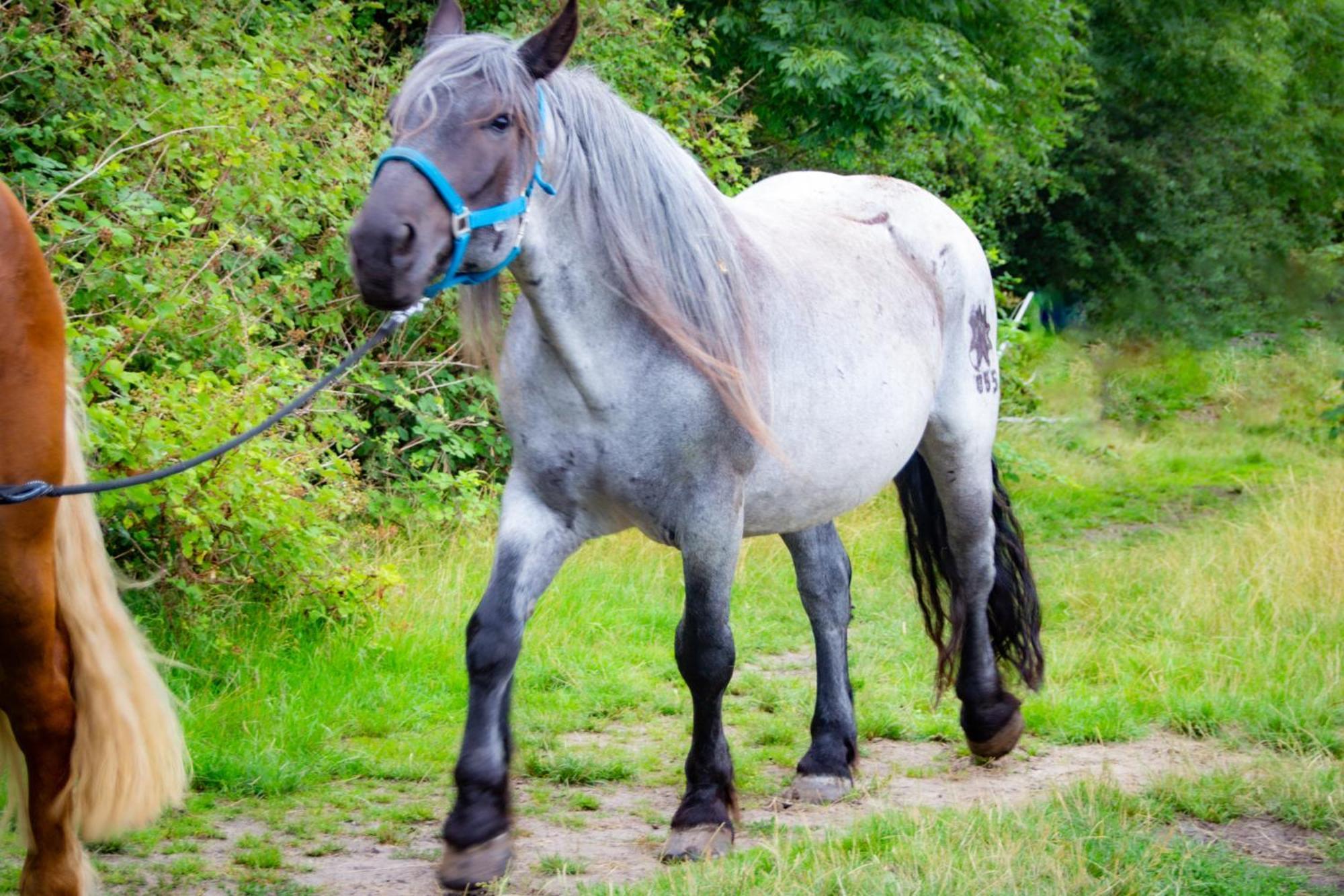 Meislahnhof Fehmarn Buitenkant foto
